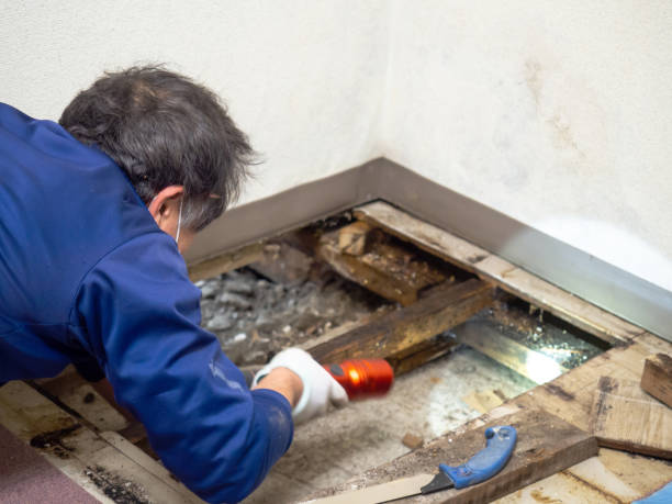 Mold Removal Process in Arcadia, LA