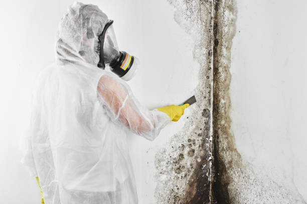 Best Mold Removal Process  in Arcadia, LA