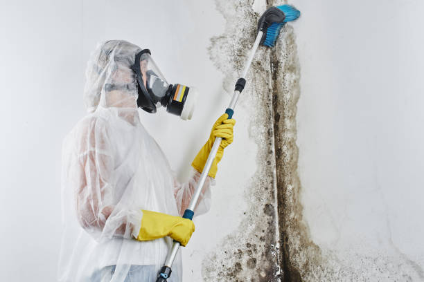 Best Home Mold Removal  in Arcadia, LA
