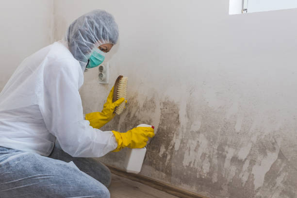 Best Mold Testing  in Arcadia, LA