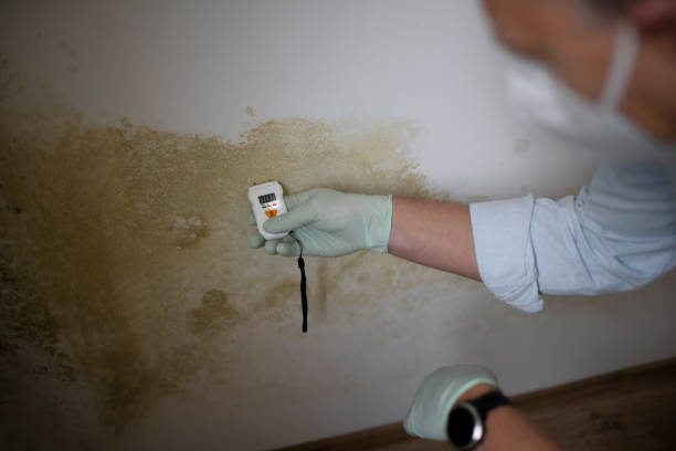 Best Professional Mold Removal  in Arcadia, LA