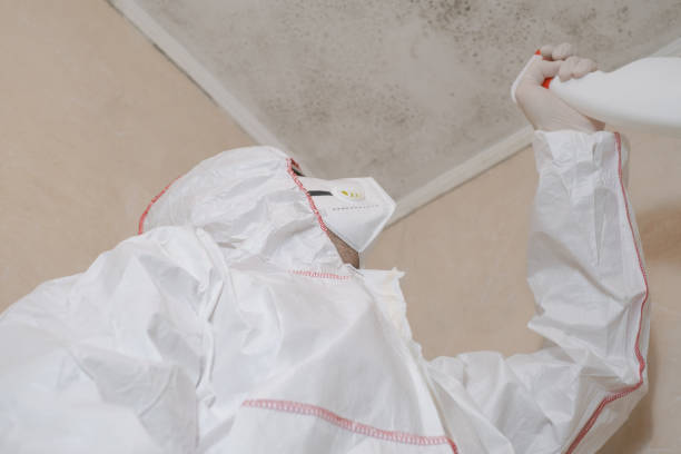 Best Mold Removal Company Near Me  in Arcadia, LA