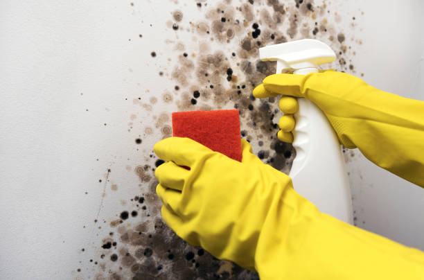 Best Residential Mold Removal  in Arcadia, LA