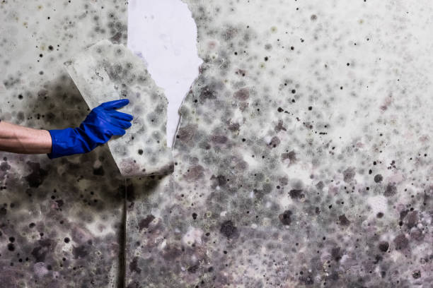 Best Certified Mold Removal  in Arcadia, LA